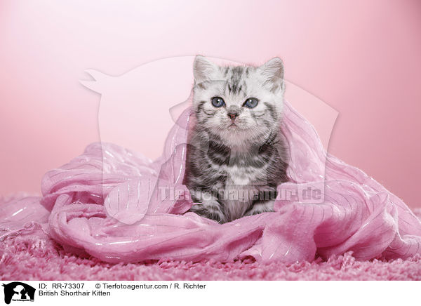 Britisch Kurzhaar Ktzchen / British Shorthair Kitten / RR-73307