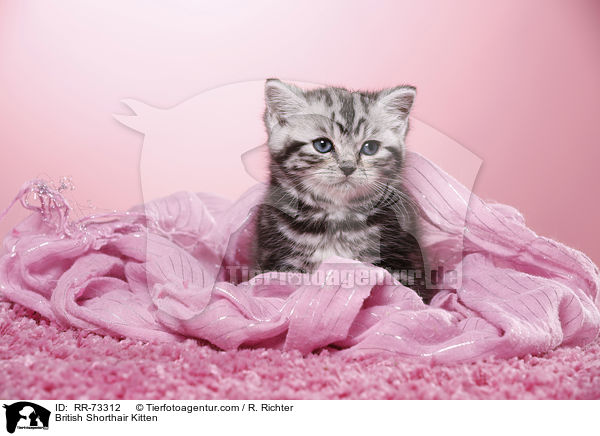 Britisch Kurzhaar Ktzchen / British Shorthair Kitten / RR-73312