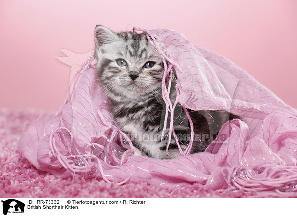 Britisch Kurzhaar Ktzchen / British Shorthair Kitten / RR-73332