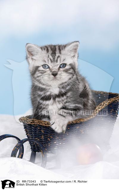 Britisch Kurzhaar Ktzchen / British Shorthair Kitten / RR-73343