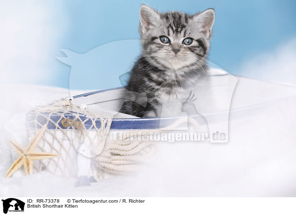 Britisch Kurzhaar Ktzchen / British Shorthair Kitten / RR-73378