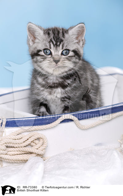 Britisch Kurzhaar Ktzchen / British Shorthair Kitten / RR-73380