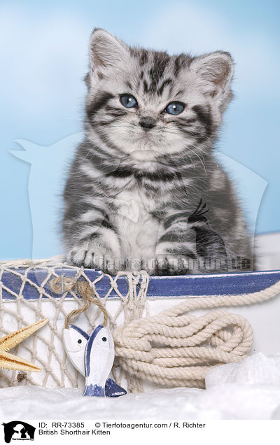 Britisch Kurzhaar Ktzchen / British Shorthair Kitten / RR-73385