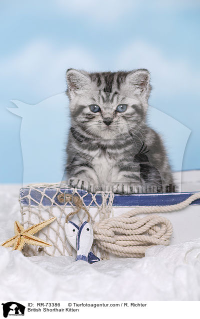 Britisch Kurzhaar Ktzchen / British Shorthair Kitten / RR-73386