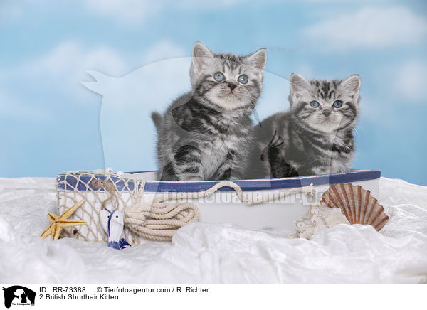 2 Britisch Kurzhaar Ktzchen / 2 British Shorthair Kitten / RR-73388