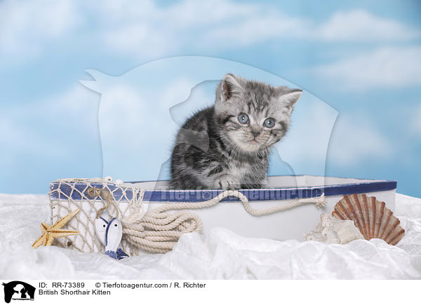 Britisch Kurzhaar Ktzchen / British Shorthair Kitten / RR-73389