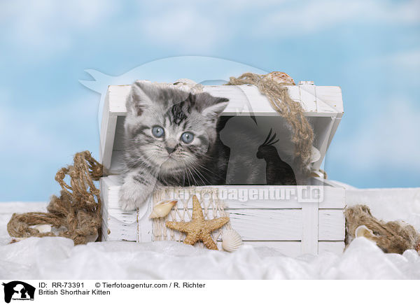 Britisch Kurzhaar Ktzchen / British Shorthair Kitten / RR-73391