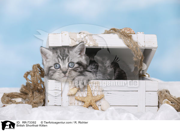 Britisch Kurzhaar Ktzchen / British Shorthair Kitten / RR-73392
