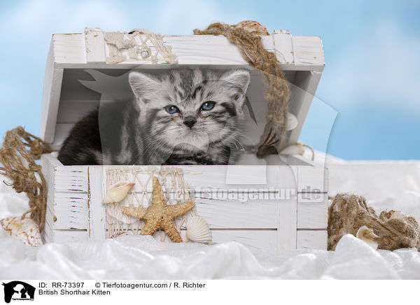 Britisch Kurzhaar Ktzchen / British Shorthair Kitten / RR-73397