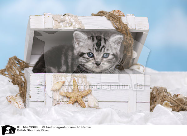 Britisch Kurzhaar Ktzchen / British Shorthair Kitten / RR-73398