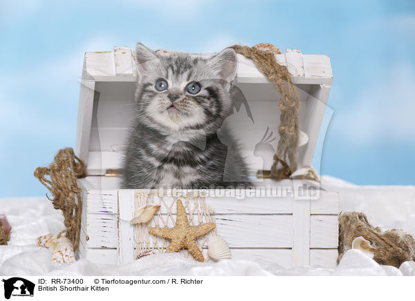 Britisch Kurzhaar Ktzchen / British Shorthair Kitten / RR-73400
