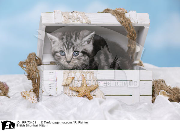Britisch Kurzhaar Ktzchen / British Shorthair Kitten / RR-73401