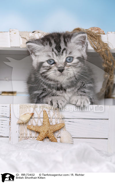 Britisch Kurzhaar Ktzchen / British Shorthair Kitten / RR-73402