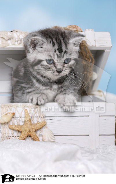 Britisch Kurzhaar Ktzchen / British Shorthair Kitten / RR-73403