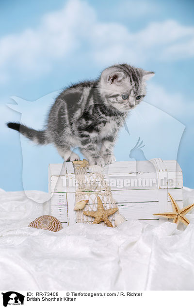 Britisch Kurzhaar Ktzchen / British Shorthair Kitten / RR-73408