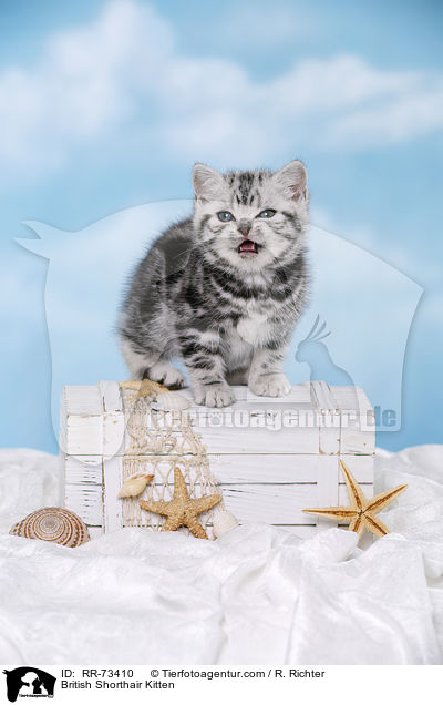 Britisch Kurzhaar Ktzchen / British Shorthair Kitten / RR-73410