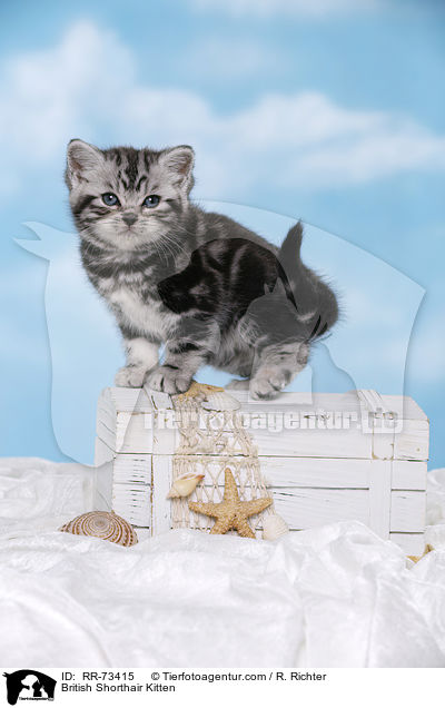 Britisch Kurzhaar Ktzchen / British Shorthair Kitten / RR-73415
