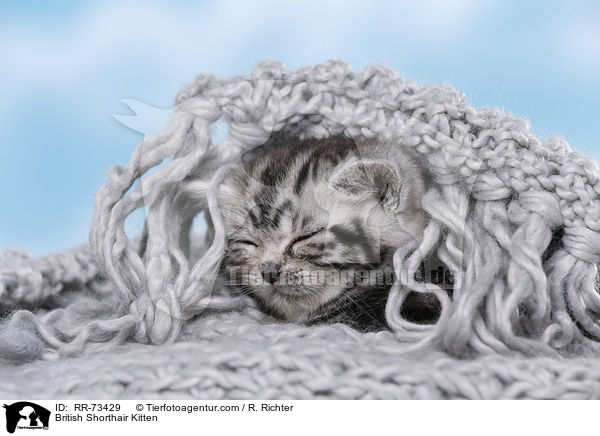 Britisch Kurzhaar Ktzchen / British Shorthair Kitten / RR-73429