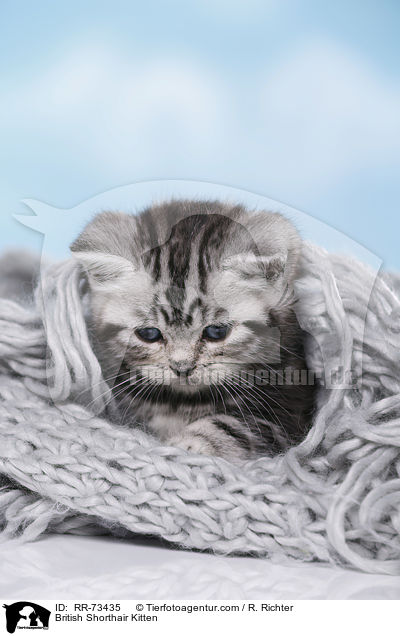 Britisch Kurzhaar Ktzchen / British Shorthair Kitten / RR-73435