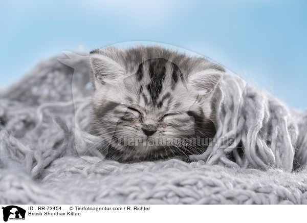 Britisch Kurzhaar Ktzchen / British Shorthair Kitten / RR-73454
