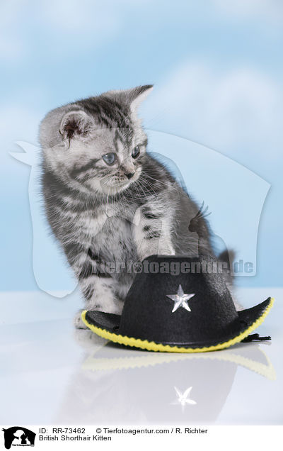 Britisch Kurzhaar Ktzchen / British Shorthair Kitten / RR-73462