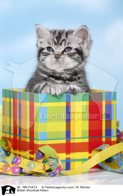 Britisch Kurzhaar Ktzchen / British Shorthair Kitten / RR-73473
