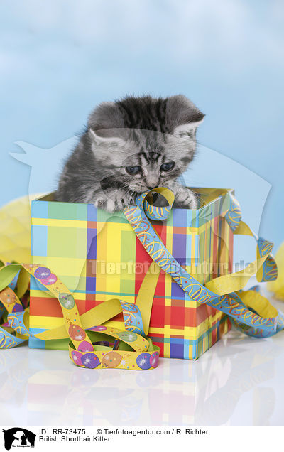 Britisch Kurzhaar Ktzchen / British Shorthair Kitten / RR-73475