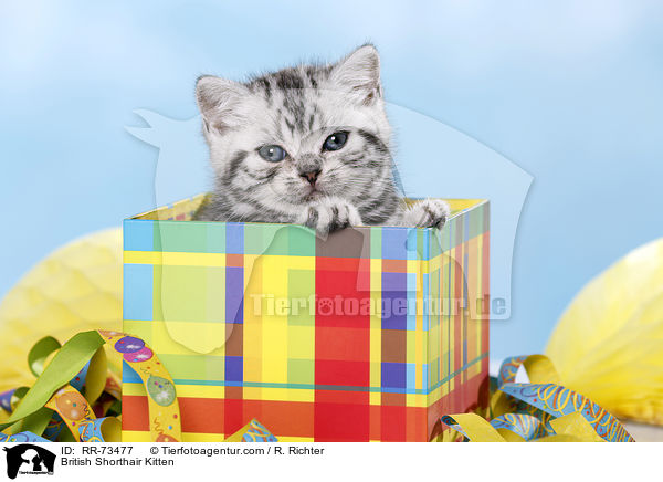Britisch Kurzhaar Ktzchen / British Shorthair Kitten / RR-73477
