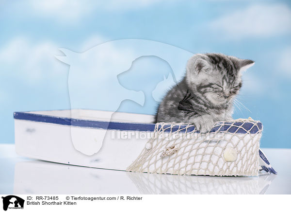 Britisch Kurzhaar Ktzchen / British Shorthair Kitten / RR-73485