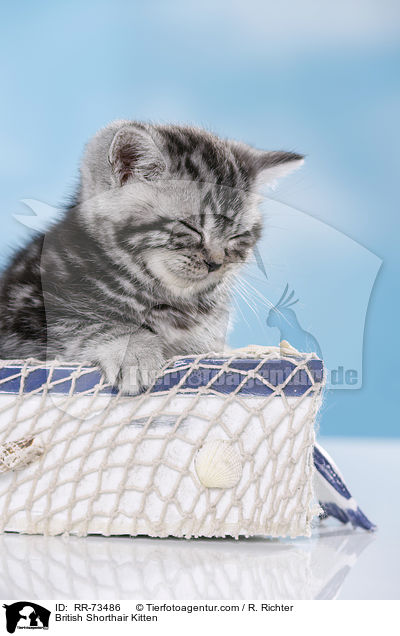 Britisch Kurzhaar Ktzchen / British Shorthair Kitten / RR-73486