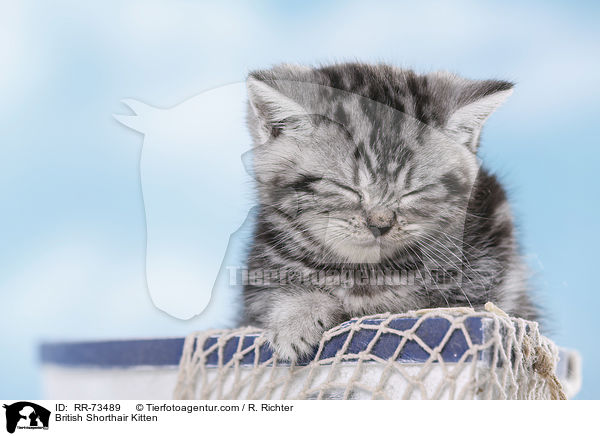 Britisch Kurzhaar Ktzchen / British Shorthair Kitten / RR-73489