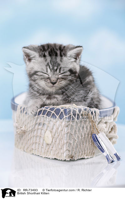 Britisch Kurzhaar Ktzchen / British Shorthair Kitten / RR-73493