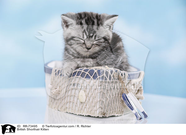 Britisch Kurzhaar Ktzchen / British Shorthair Kitten / RR-73495