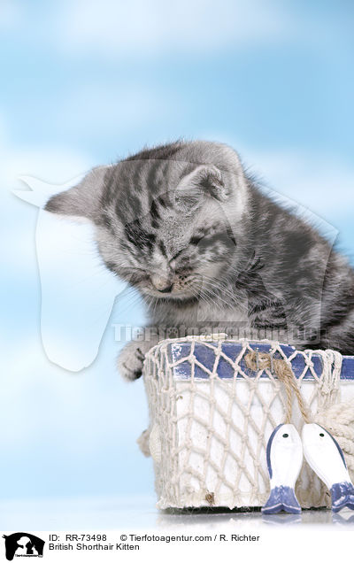 Britisch Kurzhaar Ktzchen / British Shorthair Kitten / RR-73498