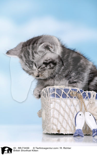 Britisch Kurzhaar Ktzchen / British Shorthair Kitten / RR-73499
