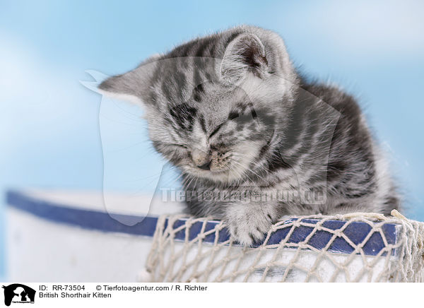 Britisch Kurzhaar Ktzchen / British Shorthair Kitten / RR-73504