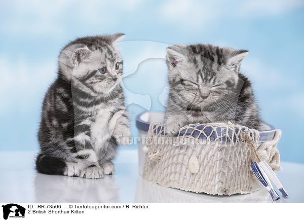 2 Britisch Kurzhaar Ktzchen / 2 British Shorthair Kitten / RR-73506