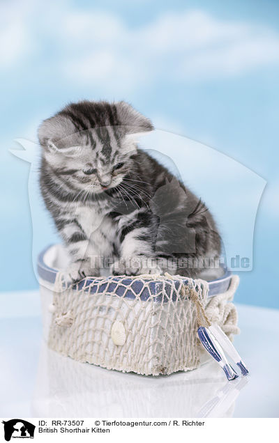 Britisch Kurzhaar Ktzchen / British Shorthair Kitten / RR-73507
