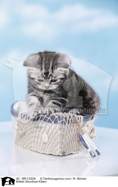 Britisch Kurzhaar Ktzchen / British Shorthair Kitten / RR-73508