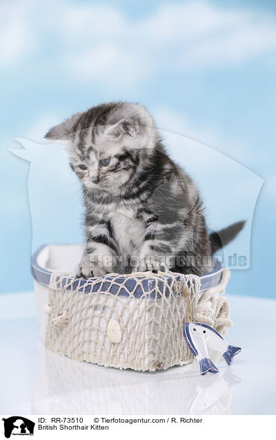 Britisch Kurzhaar Ktzchen / British Shorthair Kitten / RR-73510