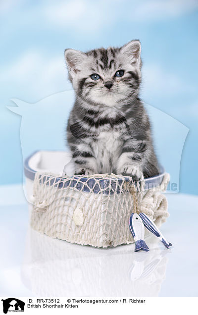 Britisch Kurzhaar Ktzchen / British Shorthair Kitten / RR-73512