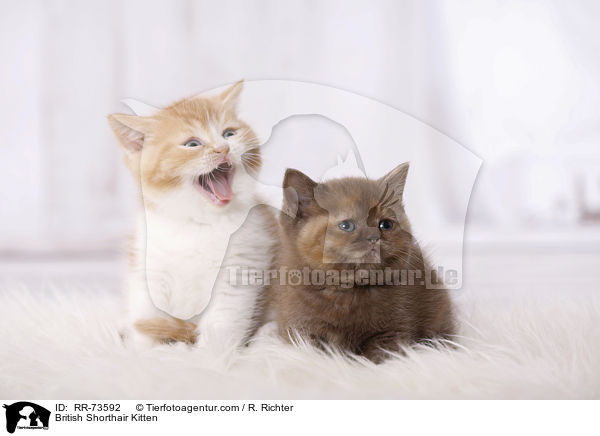 Britisch Kurzhaar Ktzchen / British Shorthair Kitten / RR-73592