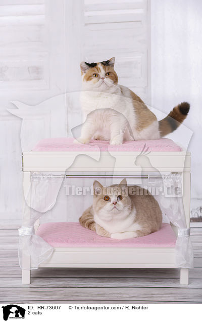 2 cats / RR-73607