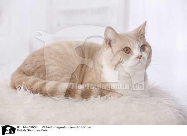 Britisch Kurzhaar tomcat / British Shorthair Kater / RR-73633