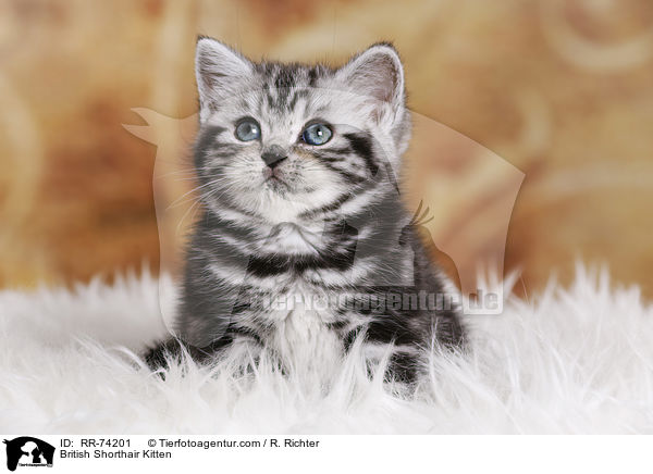 Britisch Kurzhaar Ktzchen / British Shorthair Kitten / RR-74201