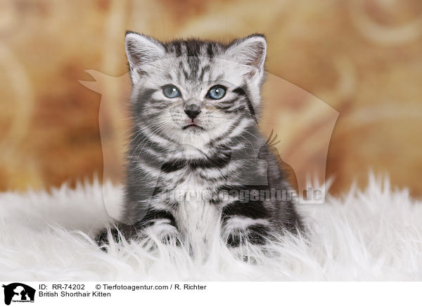 Britisch Kurzhaar Ktzchen / British Shorthair Kitten / RR-74202