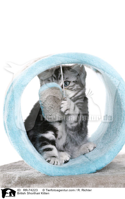 Britisch Kurzhaar Ktzchen / British Shorthair Kitten / RR-74223
