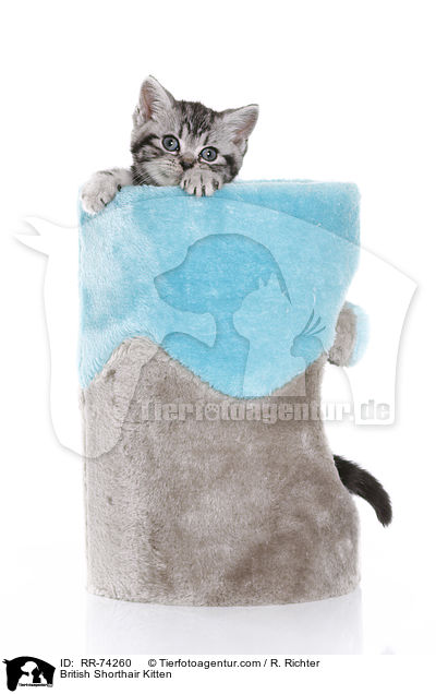 Britisch Kurzhaar Ktzchen / British Shorthair Kitten / RR-74260