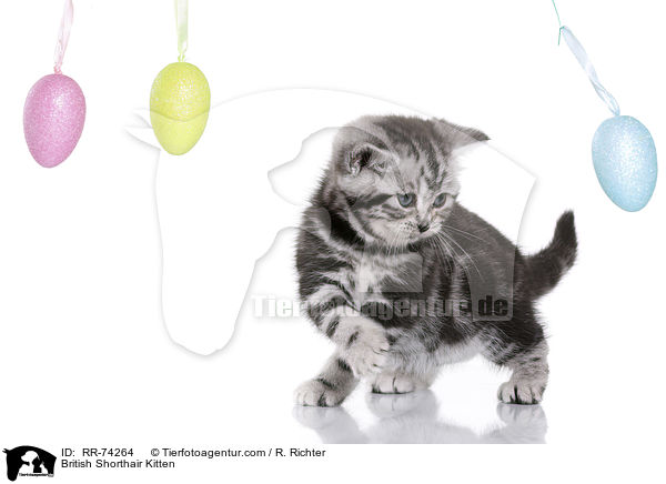 Britisch Kurzhaar Ktzchen / British Shorthair Kitten / RR-74264