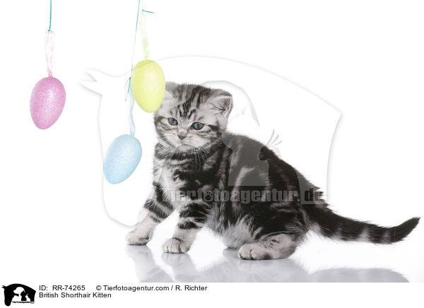 Britisch Kurzhaar Ktzchen / British Shorthair Kitten / RR-74265